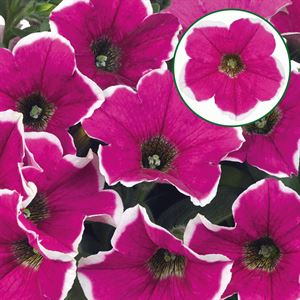 Afbeelding van Petunia P12 Rose picotee